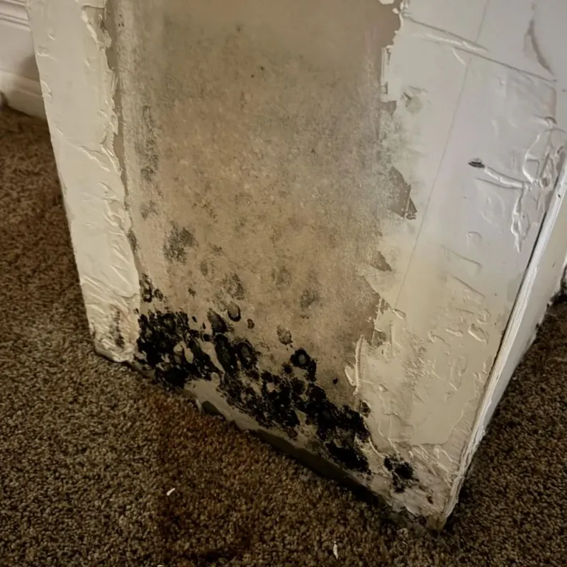 Professional Mold Removal in Republic, WA
